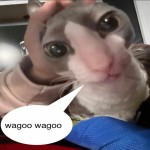 Avatar of Cosmicoaster