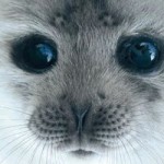 Avatar of Vixi3Pixi3