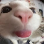Weeqluo