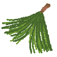 Pine Needle